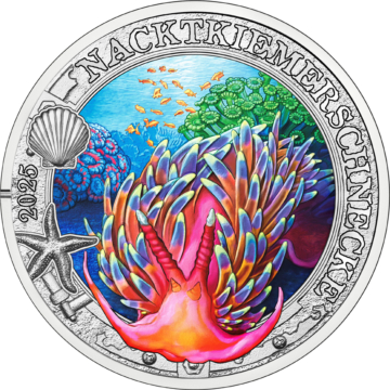 Doridid Nudibranch