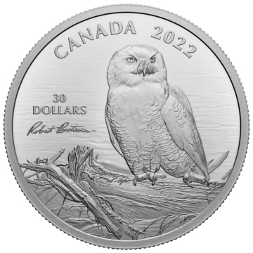 Snowy Owl on Driftwood 2 Ounce Silver