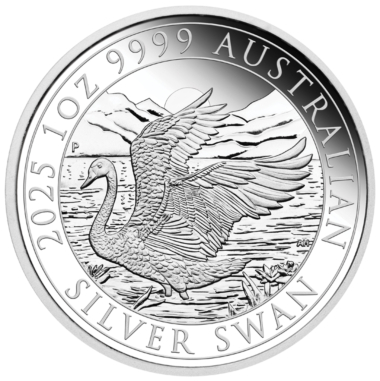 Australian Swan