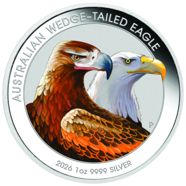 Australian Wedge-Tailed Eagle