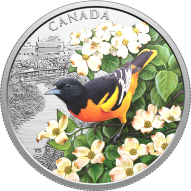 Baltimore Oriole