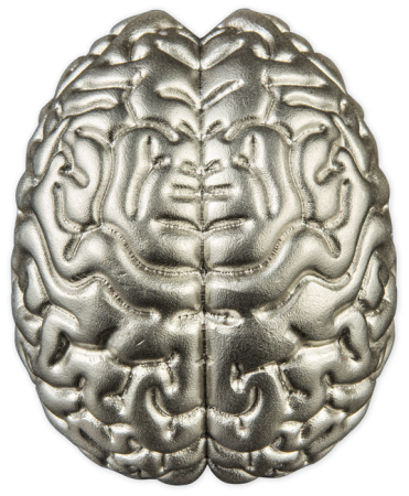Das Menschliche Gehirn